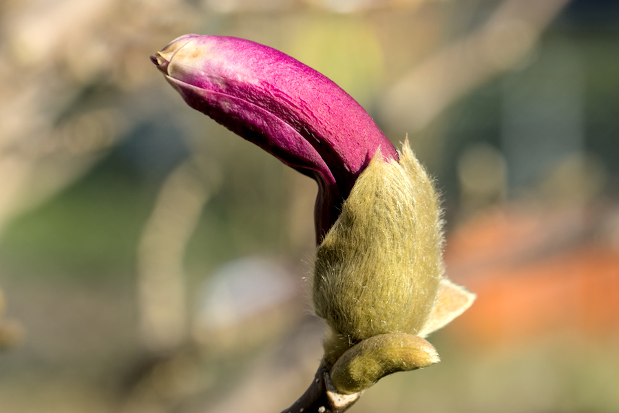 Knospe einer Magnolie