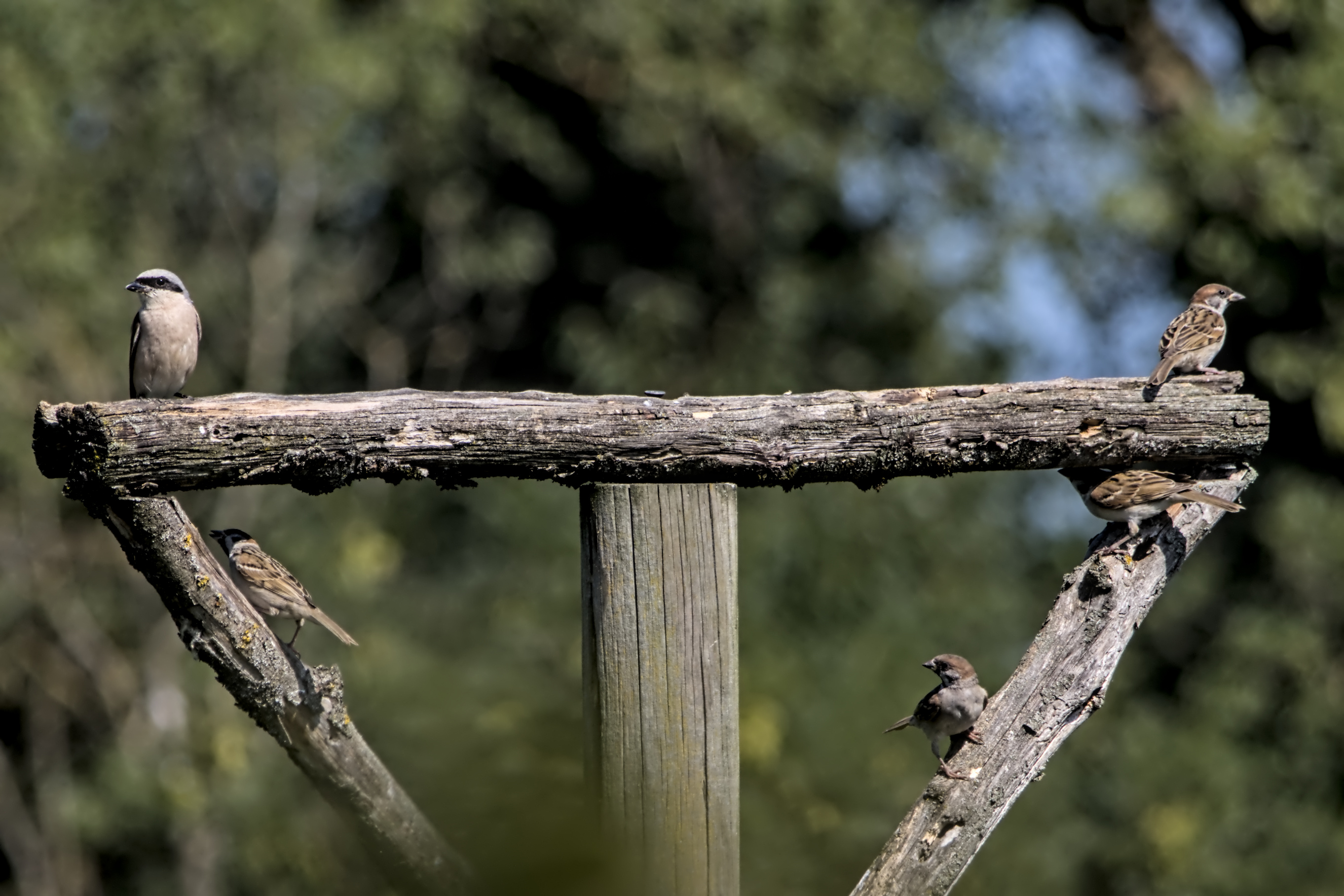 Vielbesuchtes Dreieck