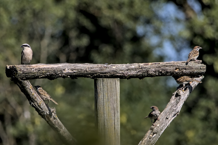 Mehrere V&ouml;gel auf einem Holzger&uuml;st