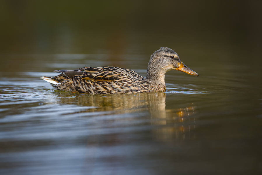 Stockente auf einem Teich