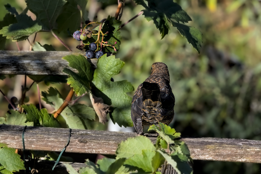 Amsel auf einem Holzgestell