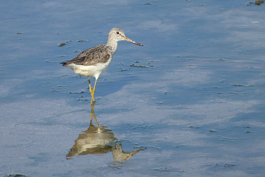 Grünschenkel im Wasser