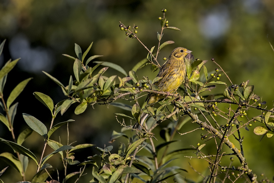 Goldammer in einem Busch