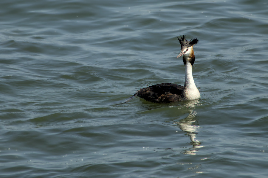 Haubentaucher auf einem See