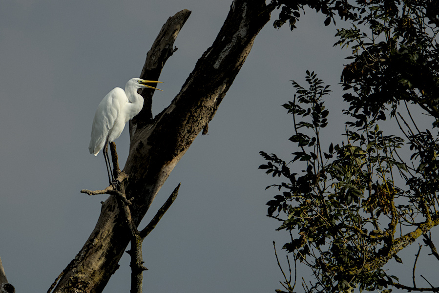 Silberreiher auf einem Baum