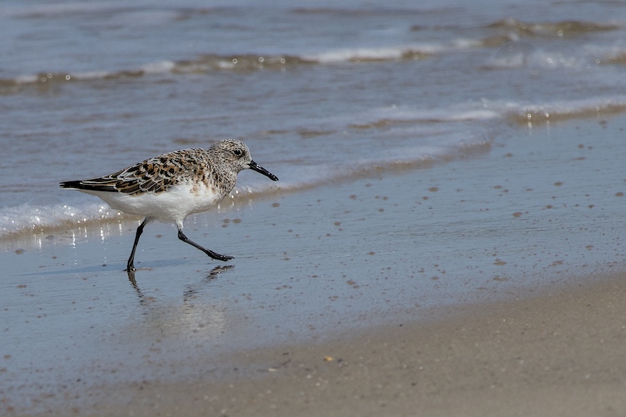 Sanderling am Strand