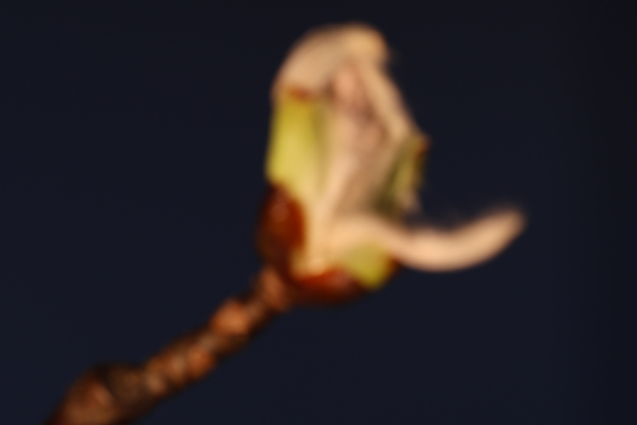 Fernpunkt