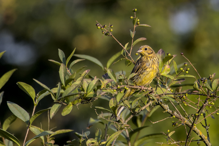 Goldammer in einem Busch