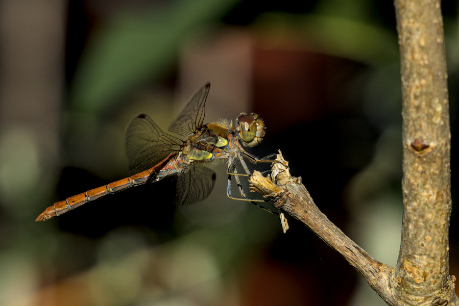 Blutrote Heidelibelle auf einem Fliederspeer
