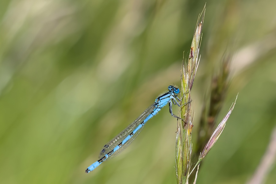 Kleinlibelle an einem Grashalm