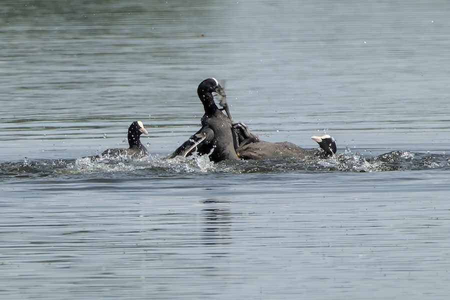 Blässhühner auf einem See