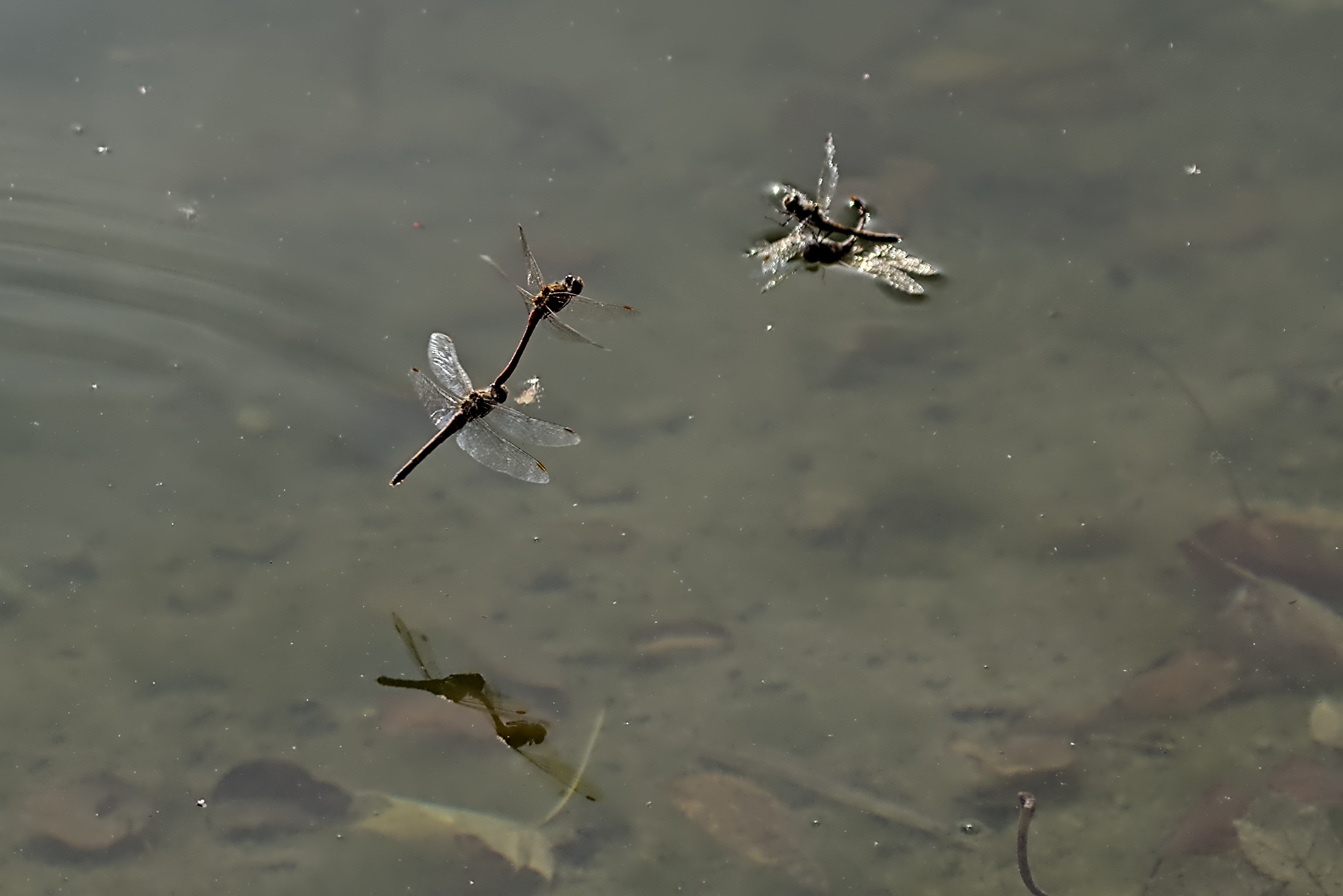 Gef&auml;hrliches Leben