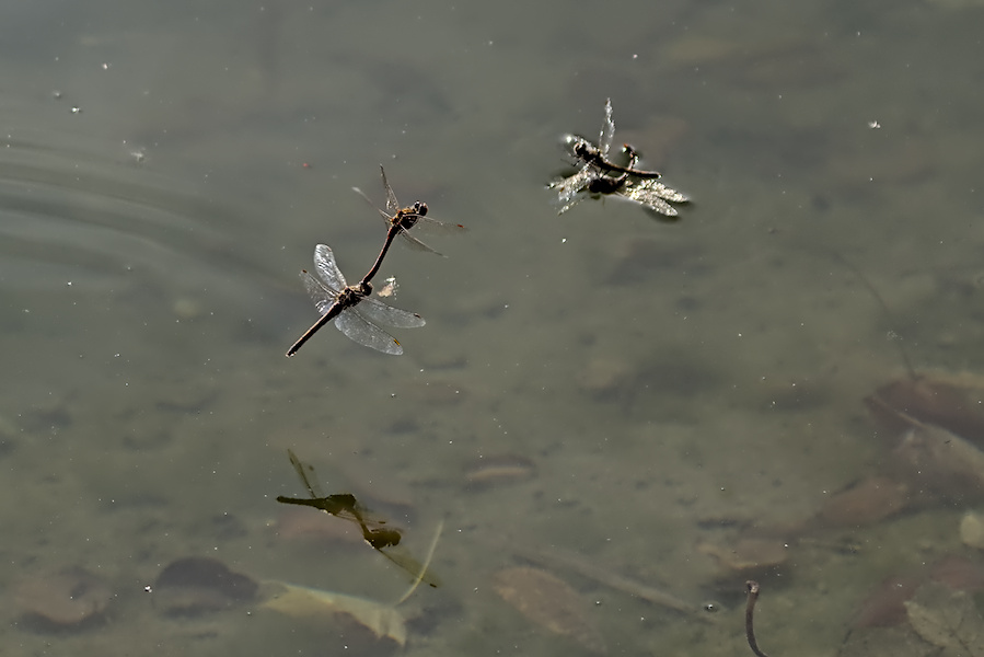 Zwei Blutrote Heidelibellen