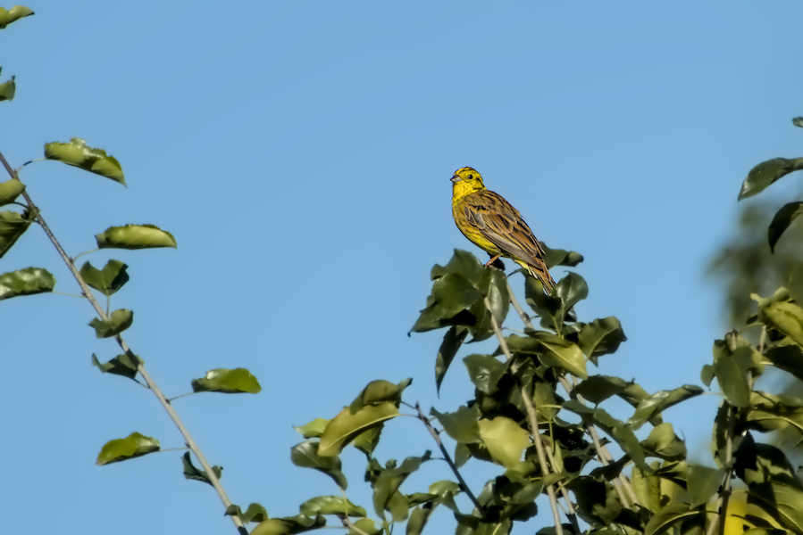 Goldammer in einem Busch