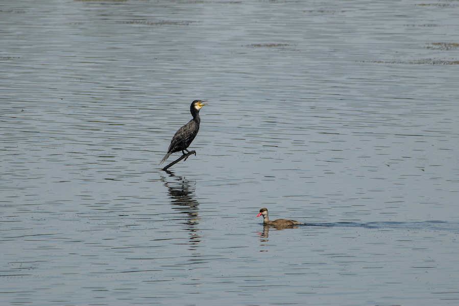 Kormoran und Kolbenente auf einem See