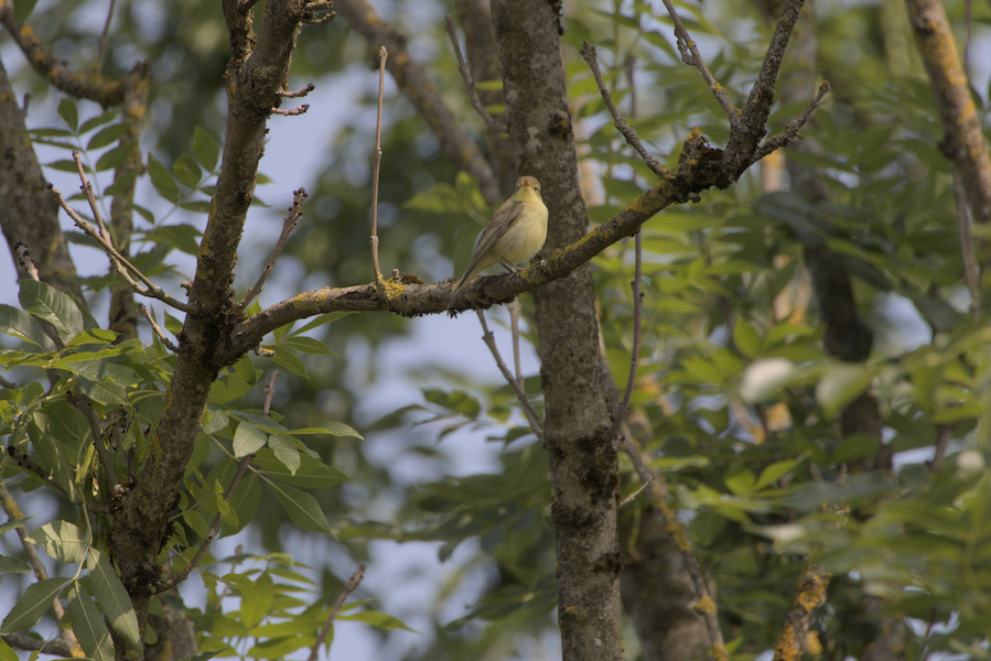 Gelbspötter auf einem Baum