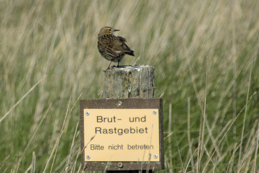 Strandpieper auf einem Pfosten