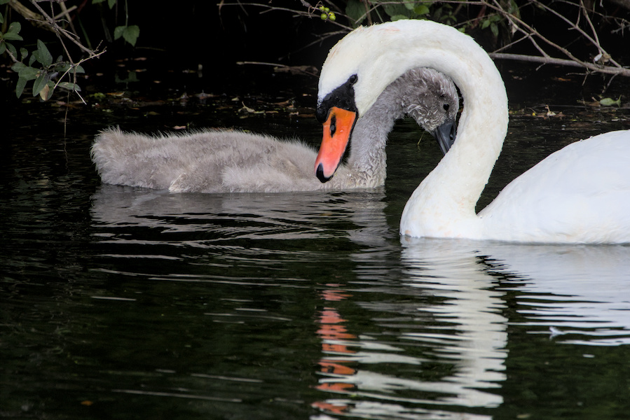 H&ouml;ckerschwan mit Nachwuchs