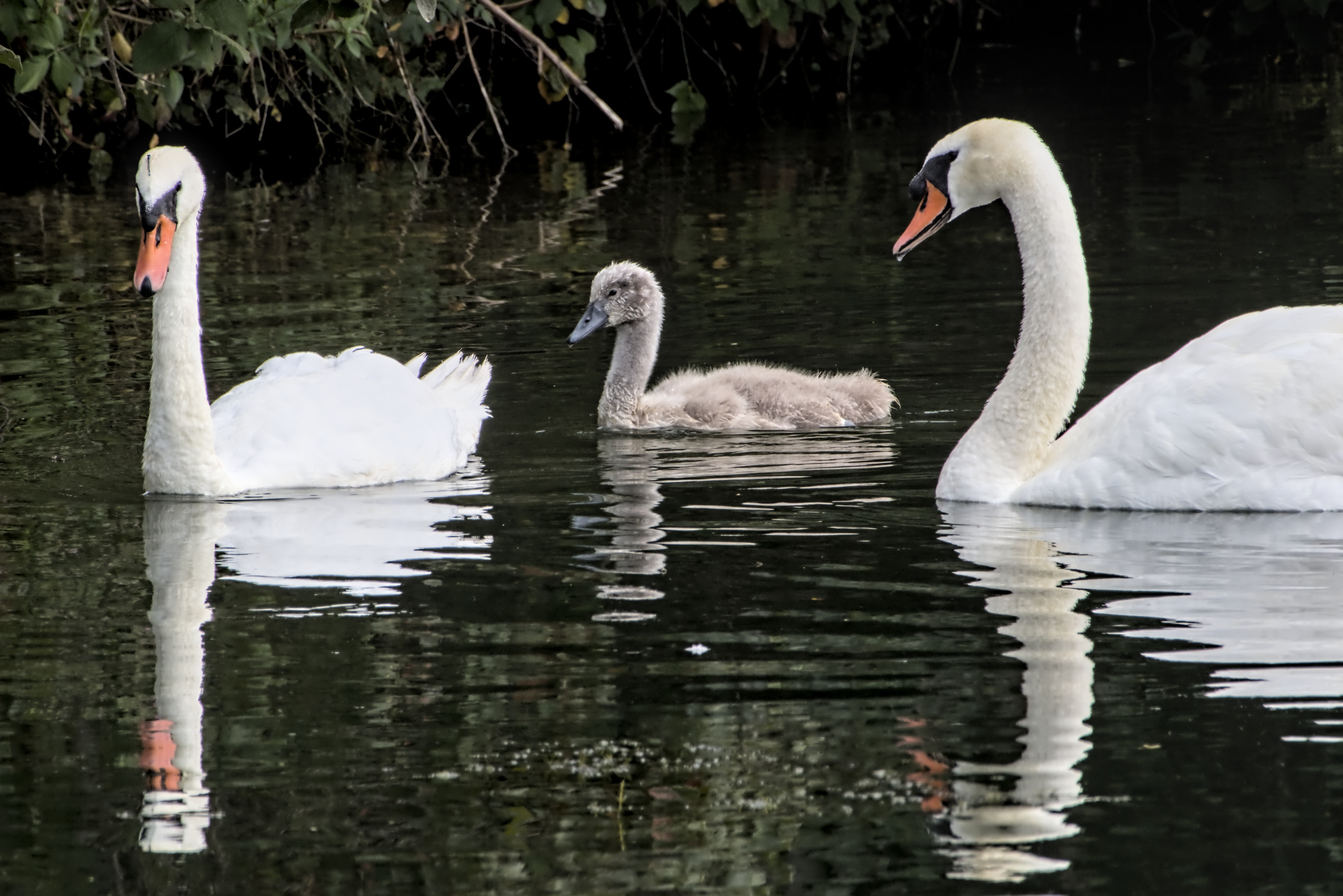 Doppelte F&uuml;rsorge
