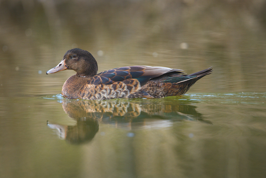Stockente auf einem Teich