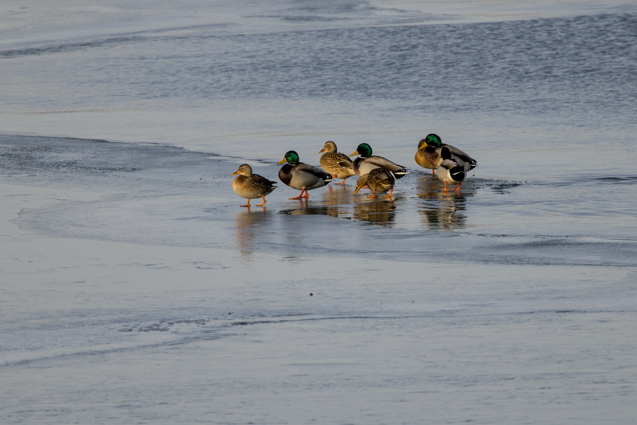 Enten Anlandung