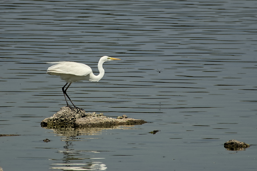 Silberreiher auf einem Stein