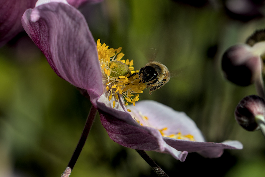 Biene auf einer Anemone
