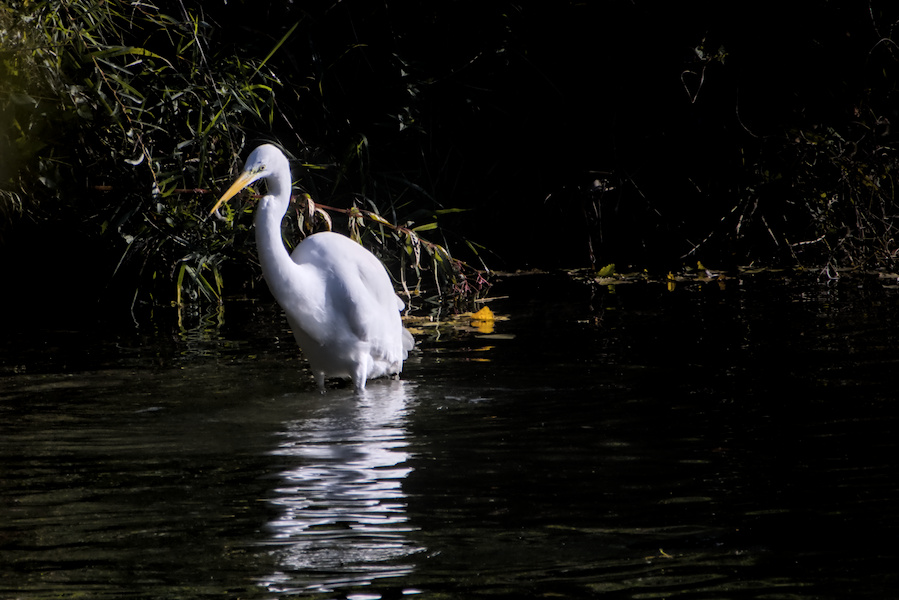 Silberreiher in einem Bach
