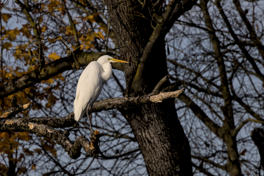 Silberreiher in einem Baum