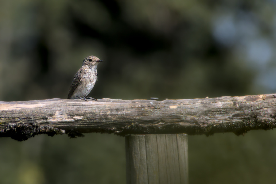 Grauschn&auml;pper auf einem Holzger&uuml;st