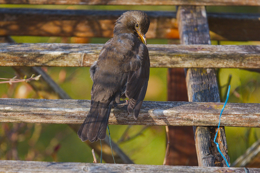 Amsel auf einem Holzgestell