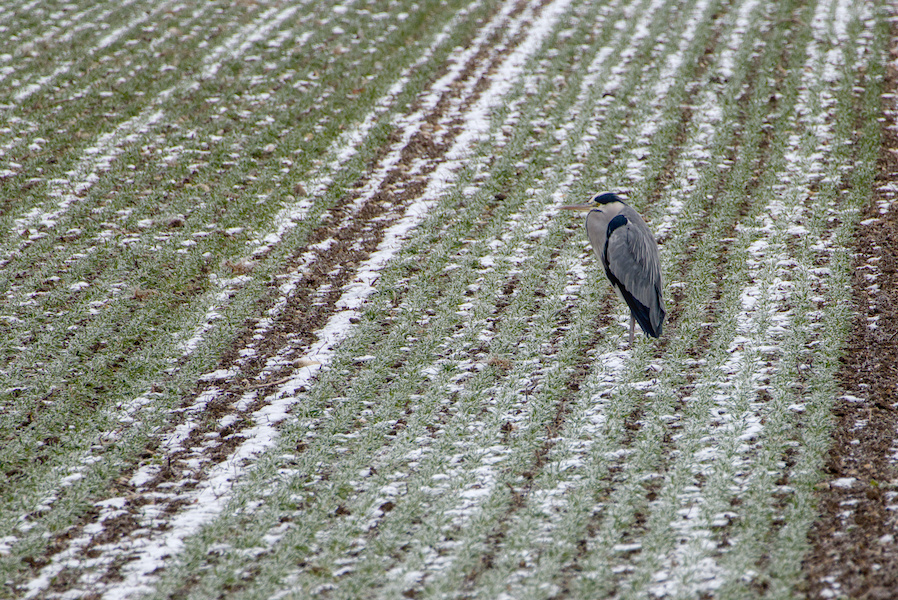 Graureiher auf einem Feld