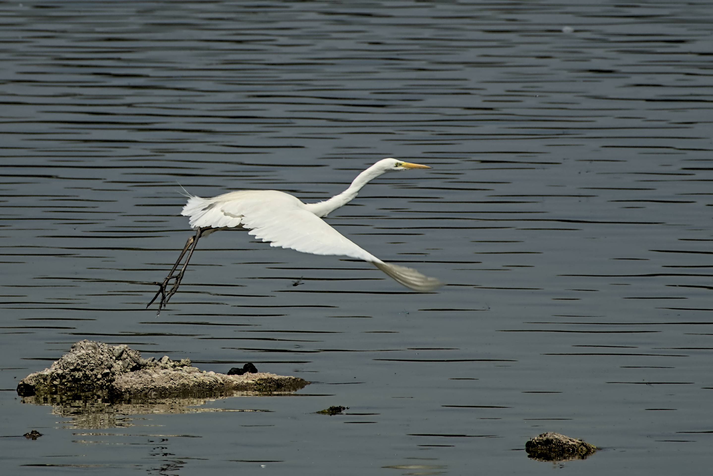 Erster Fl&uuml;gelschlag