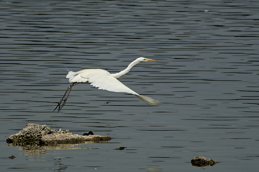 Fliegender Silberreiher