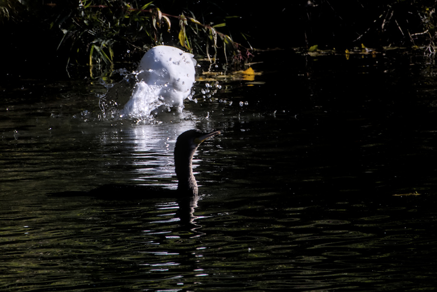 Silberreiher in einem Bach