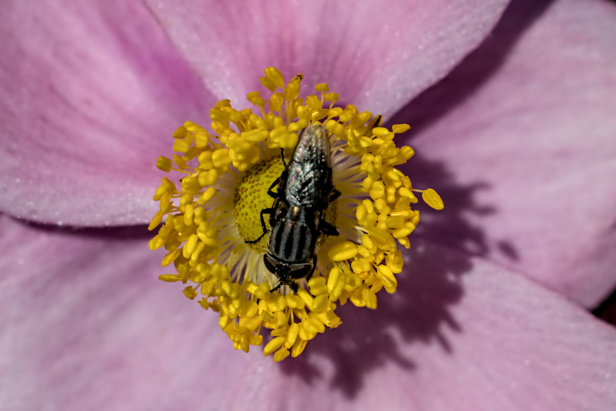 Schmei&szlig;fliege auf einer Anemone