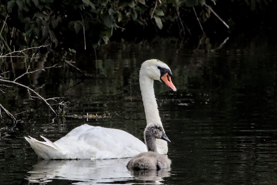 H&ouml;ckerschwan mit Nachwuchs