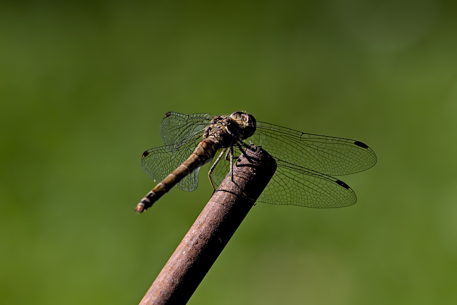 Blutrote Heidelibelle auf einem Pflanzstab