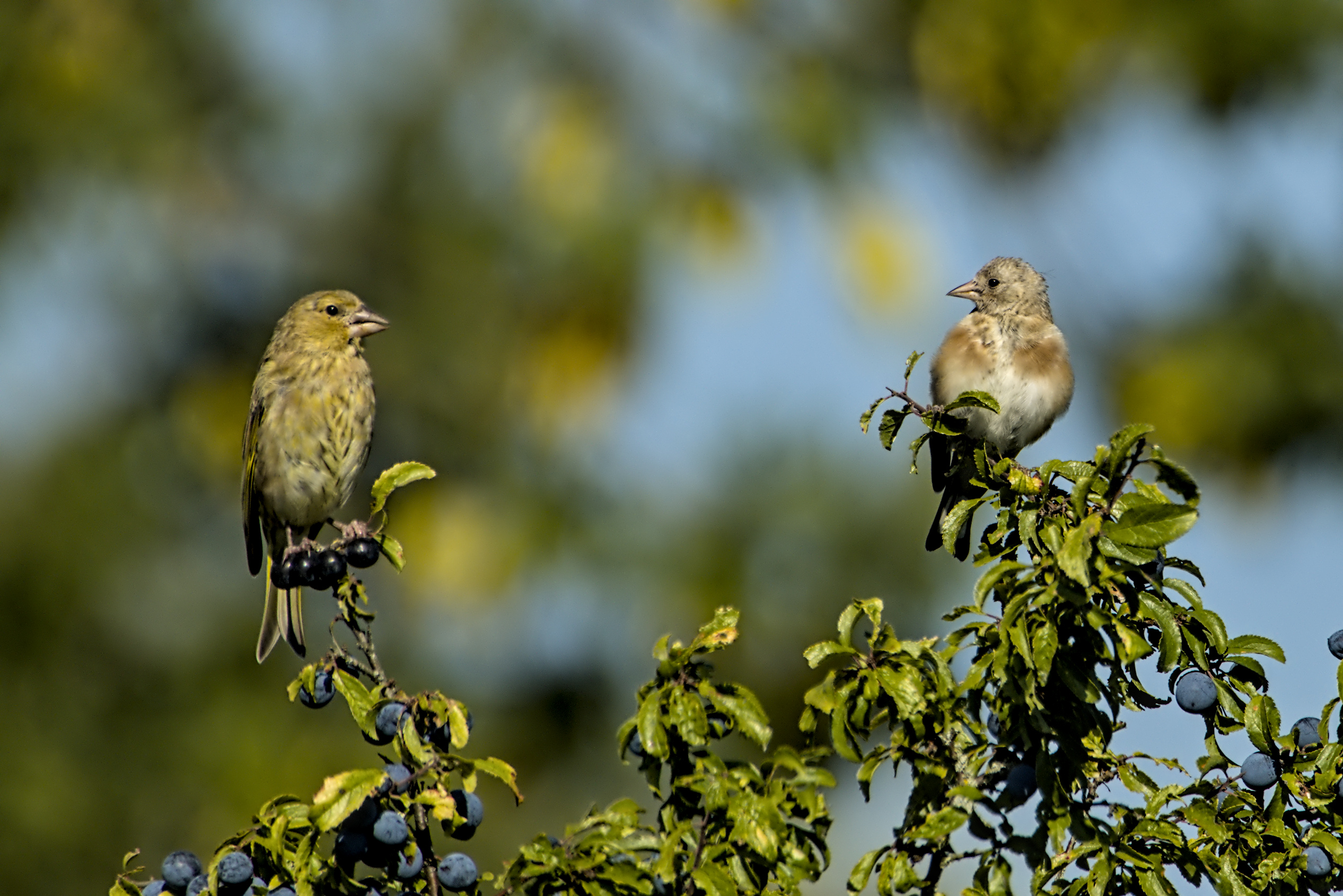 Von gr&uuml;n zu gold