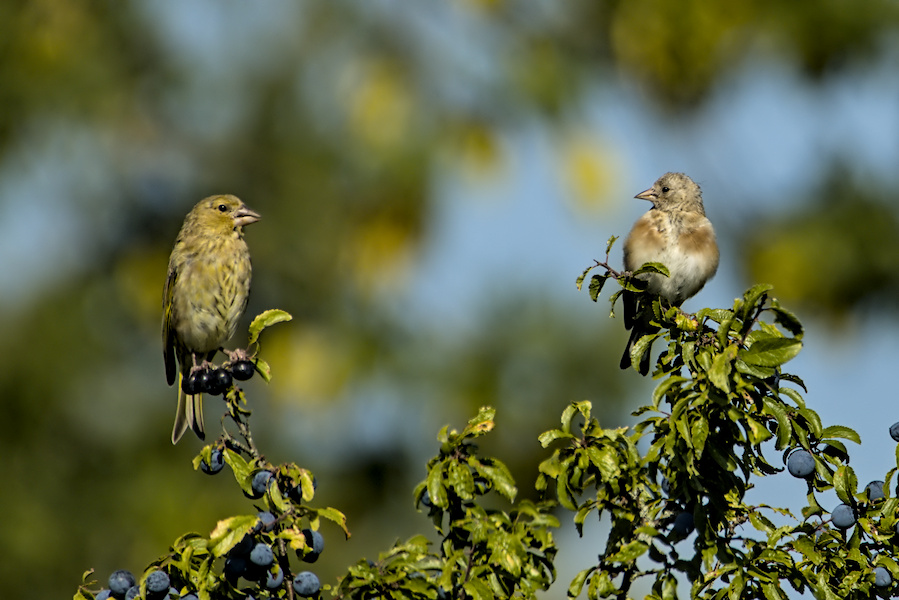 Gr&uuml;nfink und Stieglitz auf einem Busch