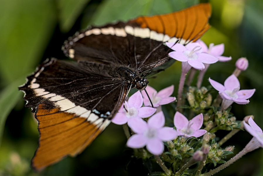 Schokoladenfalter auf einer Bl&uuml;te