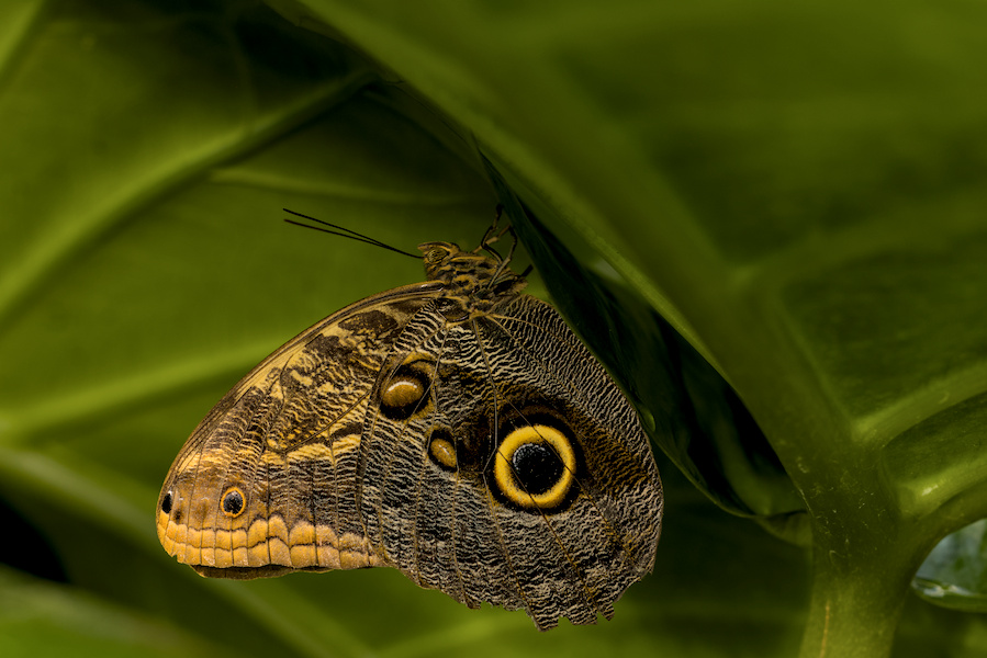Bananenfalter an einem Blatt