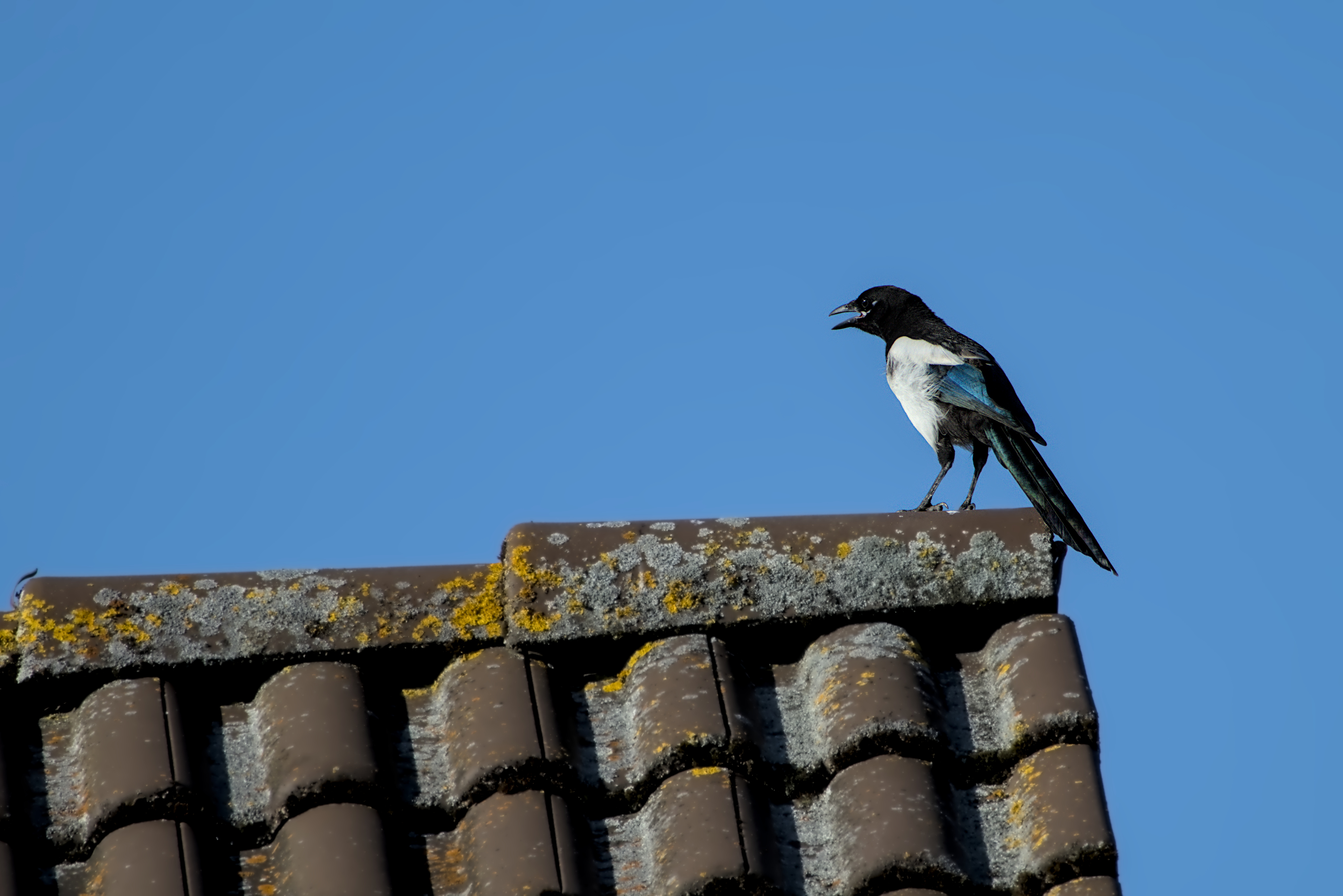 Runter von meinem Dach