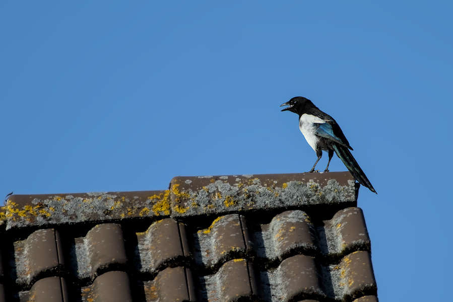 Elster auf einem Dachfirst
