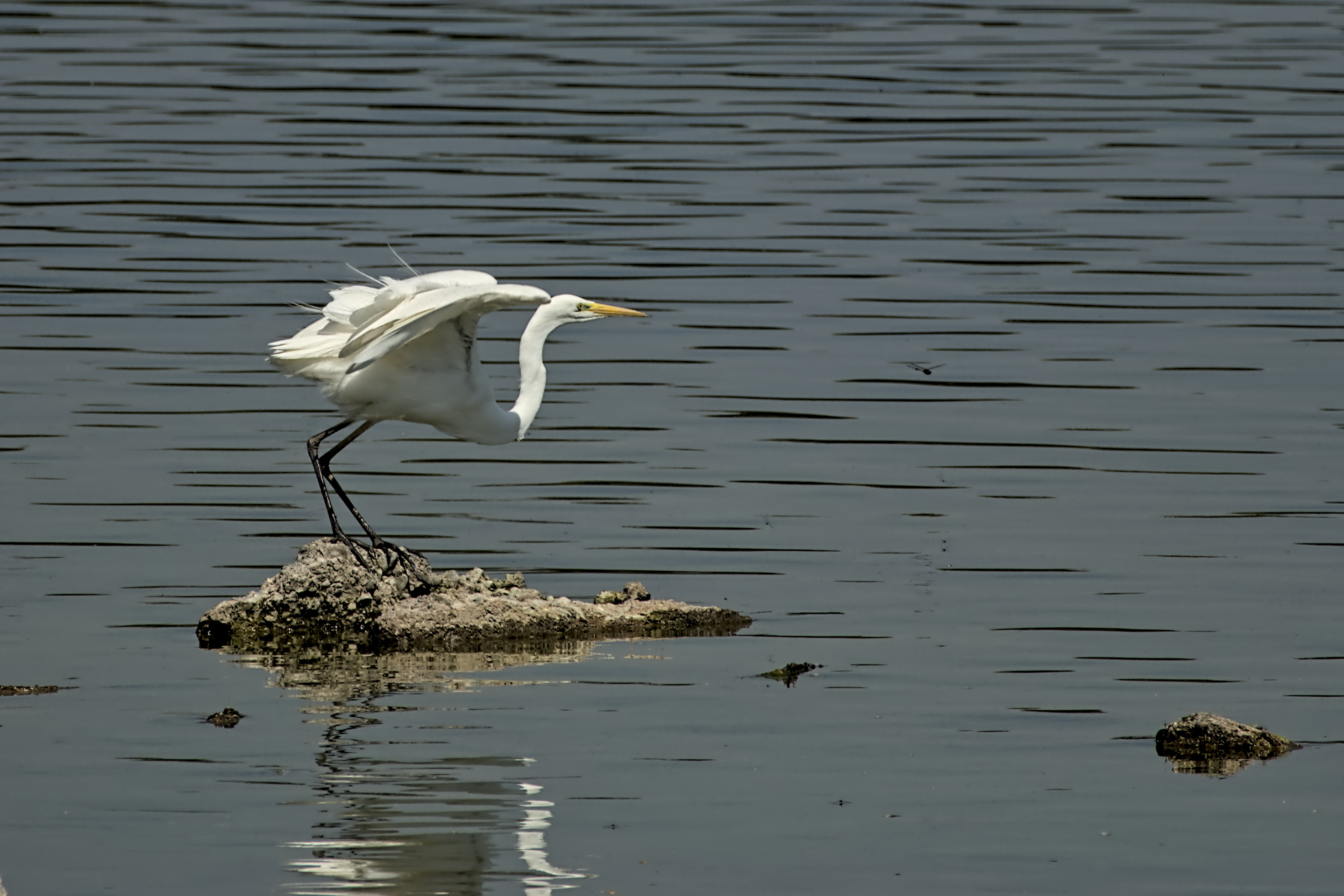 Bereite die Fl&uuml;gel vor