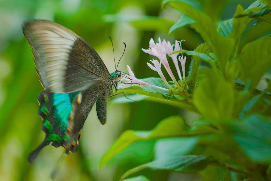 Smaragd Schwalbenschwanz Schmetterling an einer Bl&uuml;te