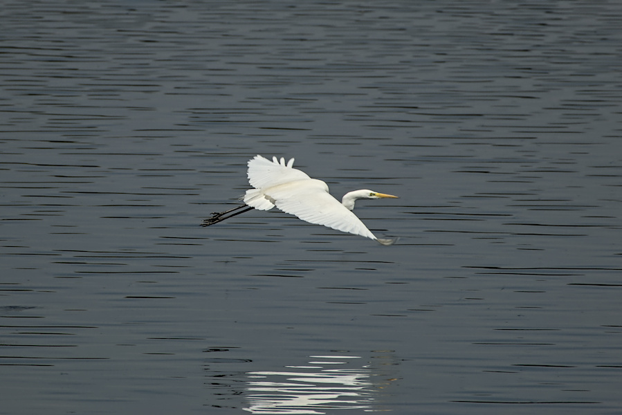 Fliegender Silberreiher