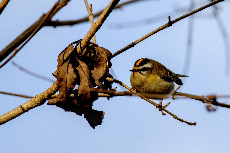 Sommergoldhähnchen
