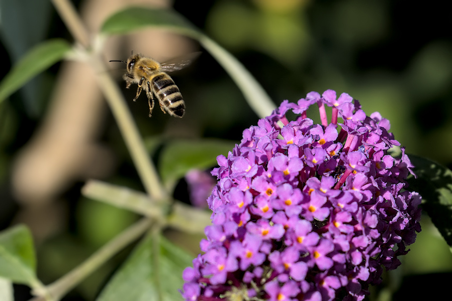 Biene an einer Bl&uuml;tendolde