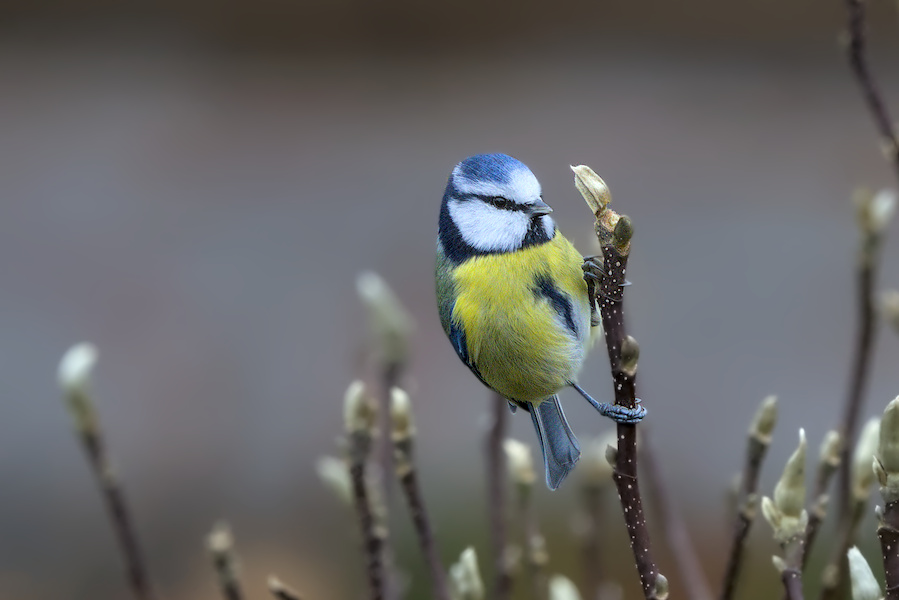 Blaumeise in einem Baum